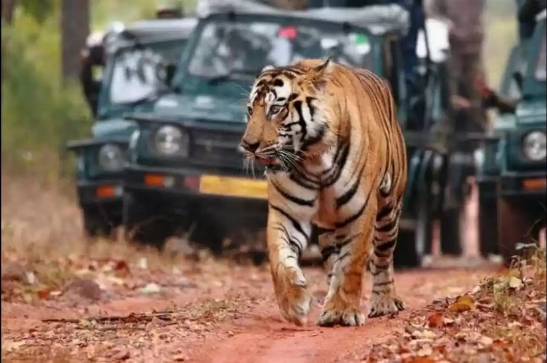 Sathyamangalam Tiger Reserve